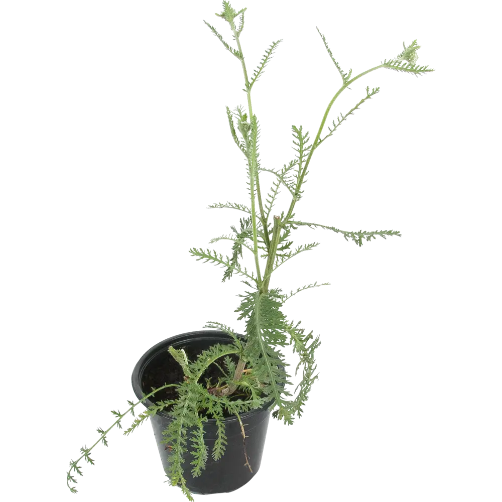 Тысячелистник обыкновенный «Терракотта» 14x40 см 82625246 STLM-2024468 PLANTMARKET 