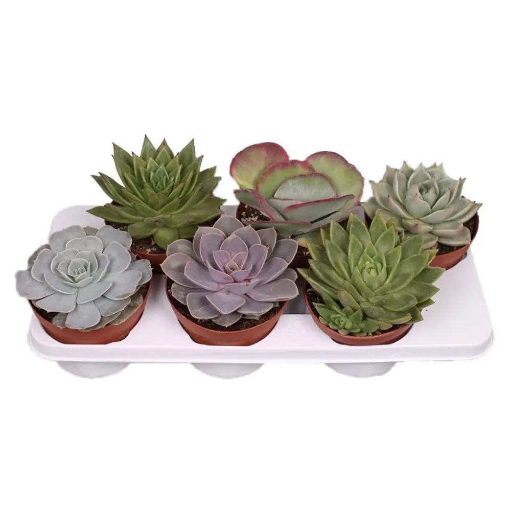 Суккулент микс 4 варианта 12x25 см 82877381 STLM-2020960 Santreyd 
