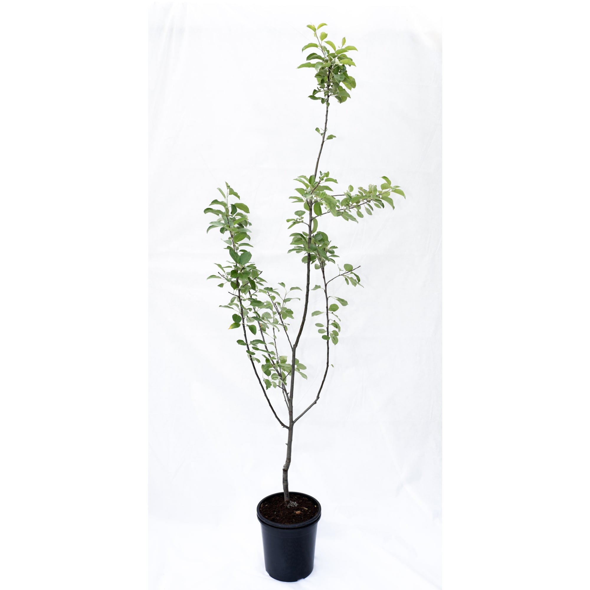 85325533 Яблоня Красное раннее ø25 h100 см Santreyd  - Вид №1