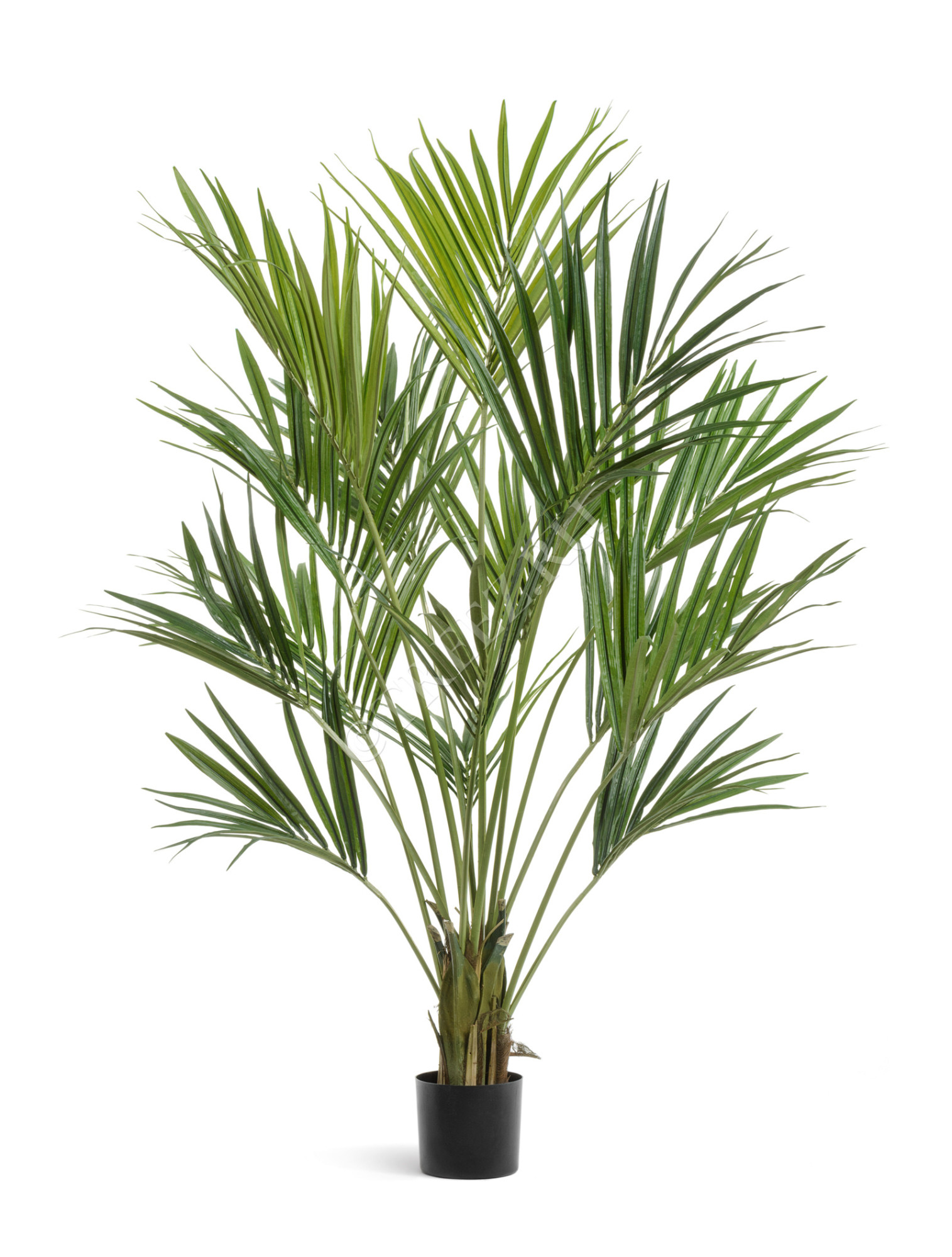 10.1343XL Пальма Кентия (Ховея) де Люкс Цветочная коллекция 