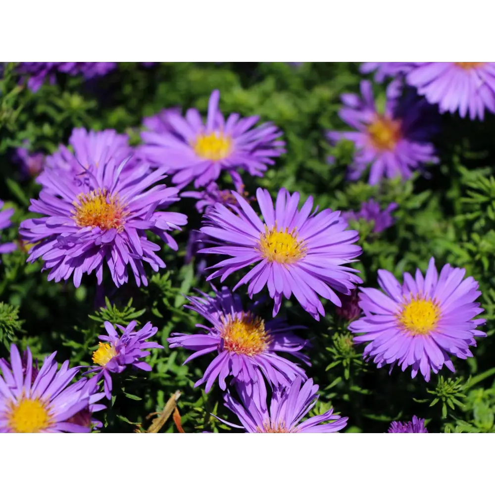 Астра профессор Антон Киппенберг - многолетнее корневище 89433482 ПОИСК STLM-1573244