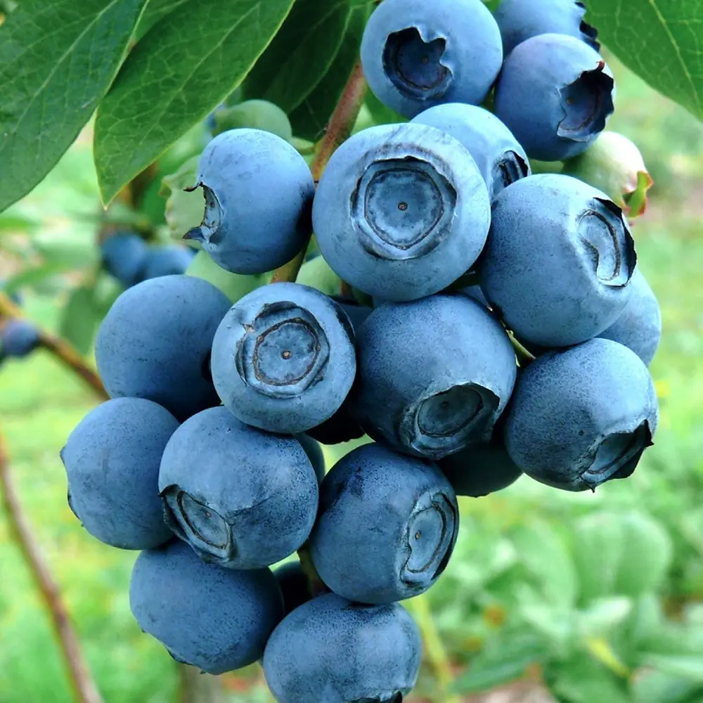 Голубика Патриот ø15 h35 см PLANTMARKET STLM-2209824