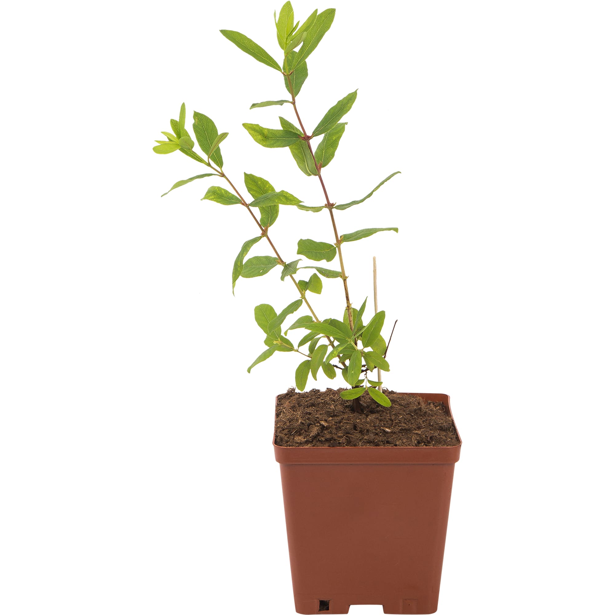 82597084 Жимолость плодовая «Волхова» C2 высота 50 см Santreyd 