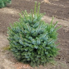Ель сербская Santreyd - изящное хвойное украшение для сада 87718641 STLM-0075323 - Вид №4
