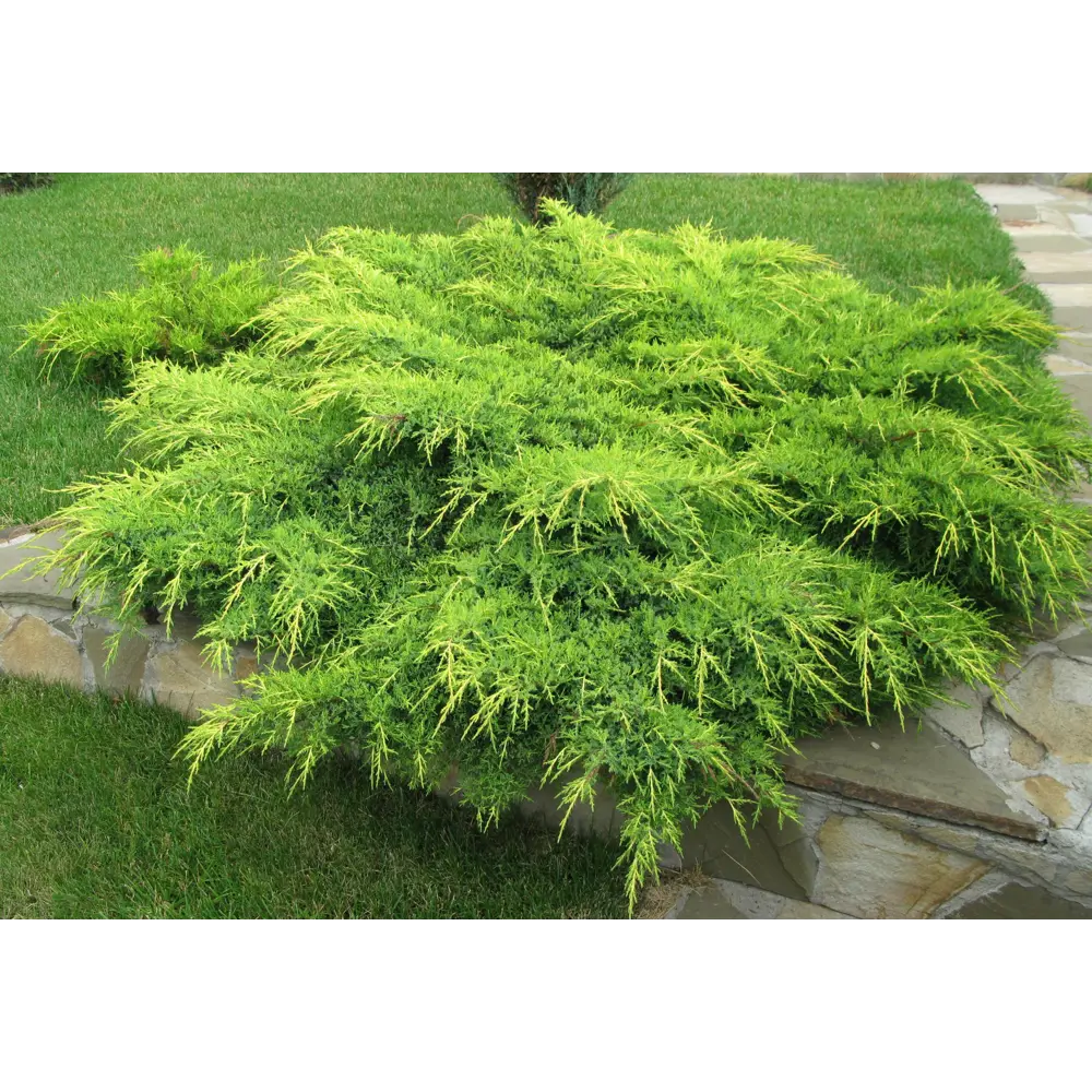 Можжевельник средний Голд Стар ø19 h20 см 89465438 STLM-2096818 PLANTMARKET 