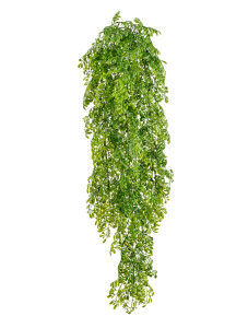 20.1428GR Рута Гравеоленс зелёная куст ампельный Цветочная коллекция