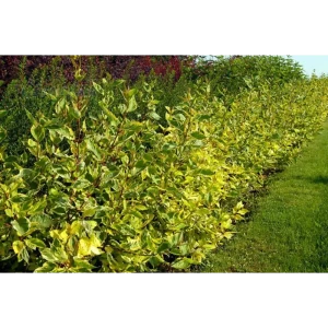 PLANTMARKET Дерен белый Гоучалти - декоративный кустарник с яркой листвой 89365280
