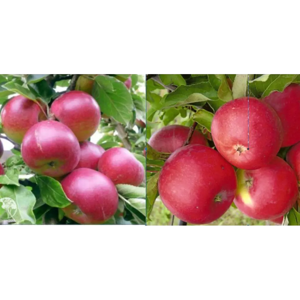 Яблоня Ред Мелба/Уэлси пакет PLANTMARKET STLM-2195076