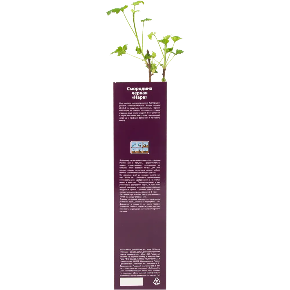 Смородина чёрная Нара в тубе 82539574 STLM-2064738 BOTANIC COLLECTION  - Вид №2