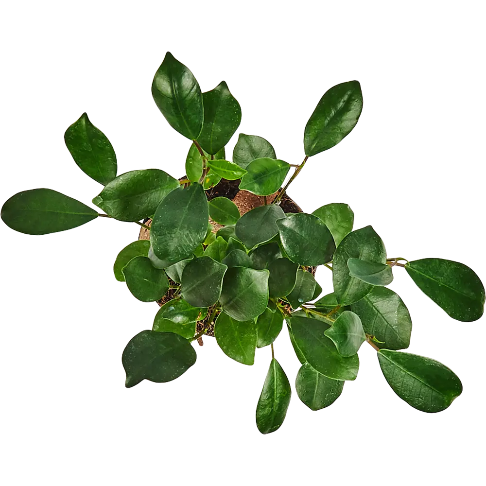 Фикус микрокарпа Santreyd - миниатюрное дерево для интерьера 82578709 STLM-0030448 - Вид №1