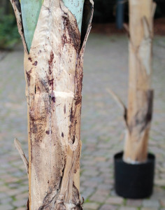 5782 883 a3 Банановое дерево из шелка, в горшке, 270 см, зеленое H-andreas