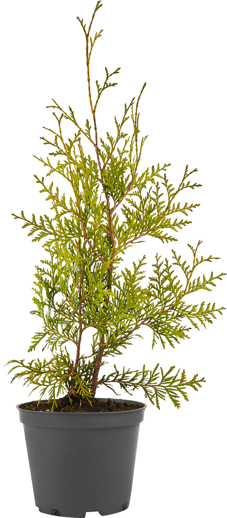 Туя Брабант Santreyd - саженец для живой изгороди 40-60 см 85088207 STLM-0058465