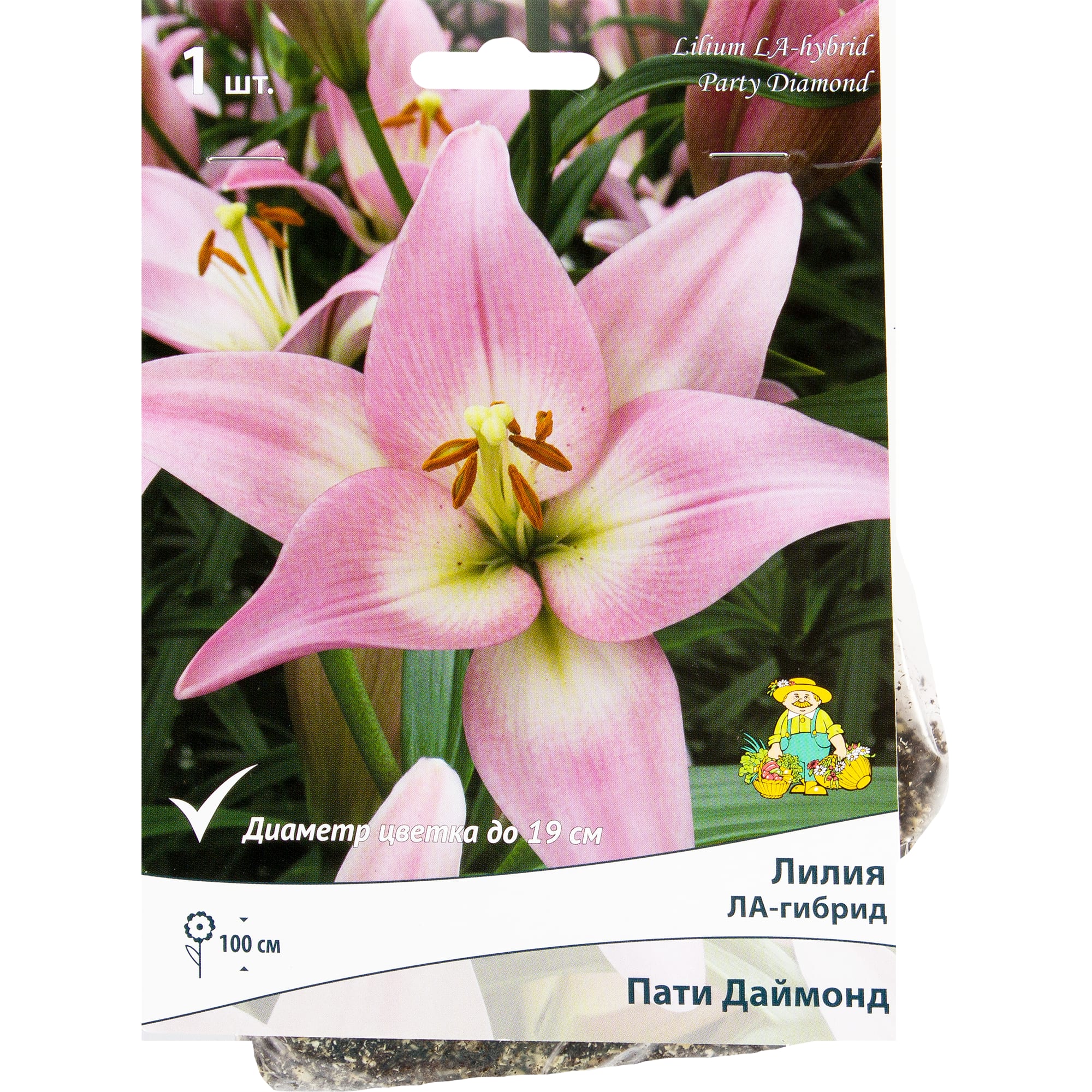 82319576 Лилия ЛА-гибрид «Пати Даймонд», размер луковицы 14/16 Santreyd 