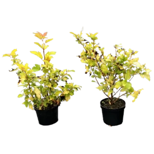 PLANTMARKET Пузыреплодник Дартс Голд - золотистый кустарник для живых изгородей 84828788