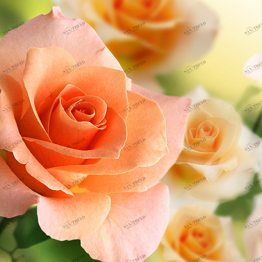 A2-056 Фотообои DIVINO Collection A 1.47х2 м A2056