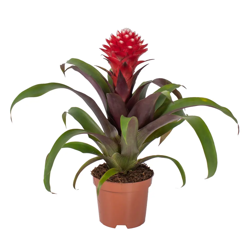 Santreyd Бромелия — экзотическое украшение интерьера 85324978 STLM-0061537 - Вид №1