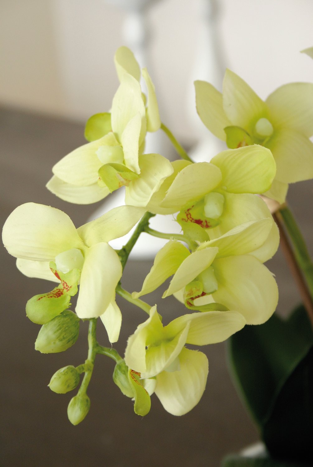 2609 788 a3 Искусственная орхидея Фаленопсис, кремово-зеленая H-andreas 