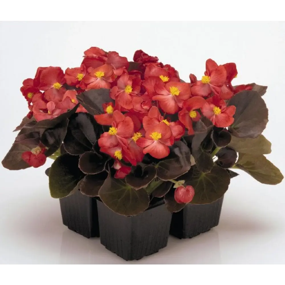 Santreyd Бегония вечноцветущая ампельная - 4 саженца для балконов и террас 84855864 STLM-0960802