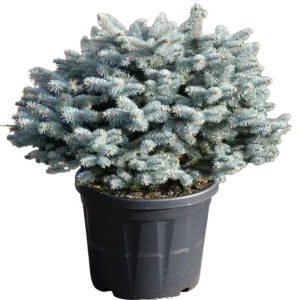 Ель колючая Глаука Глобоза ø22 h45 см