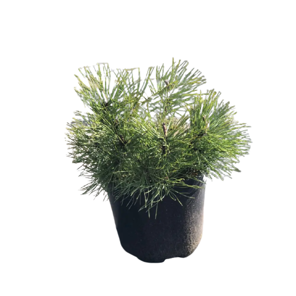 Сосна горная Пумилио ø19 h30 см 84834222 STLM-2049479 PLANTMARKET 