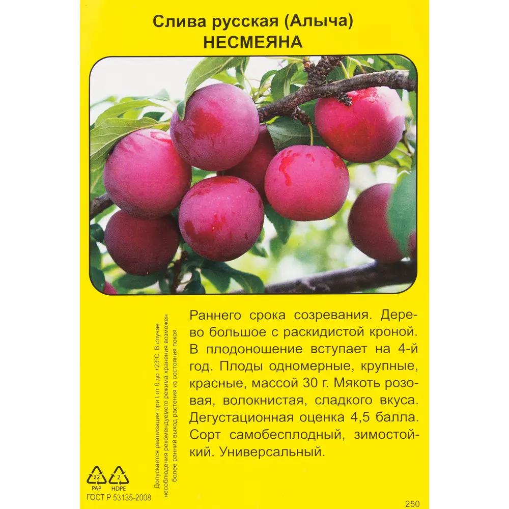 Слива русская Несмеяна h90 см 83787978 STLM-2084129 Santreyd  - Вид №1