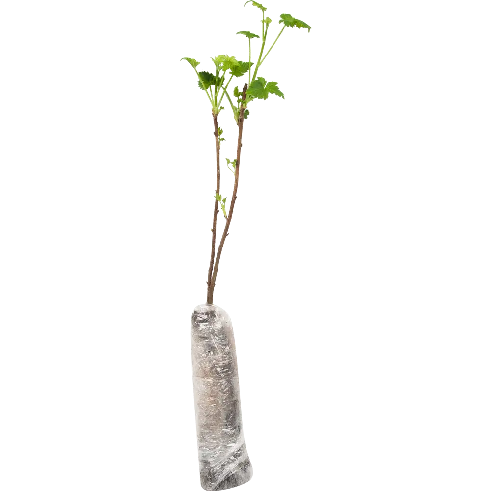 Смородина чёрная Нара в тубе 82539574 STLM-2064738 BOTANIC COLLECTION  - Вид №1