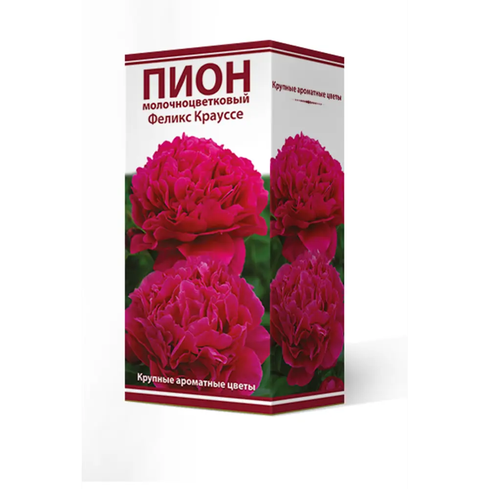 Пион молочноцветковый «Феликс Крауссе», высота 50 см, 1 шт. 82000239 STLM-2083309 Santreyd 