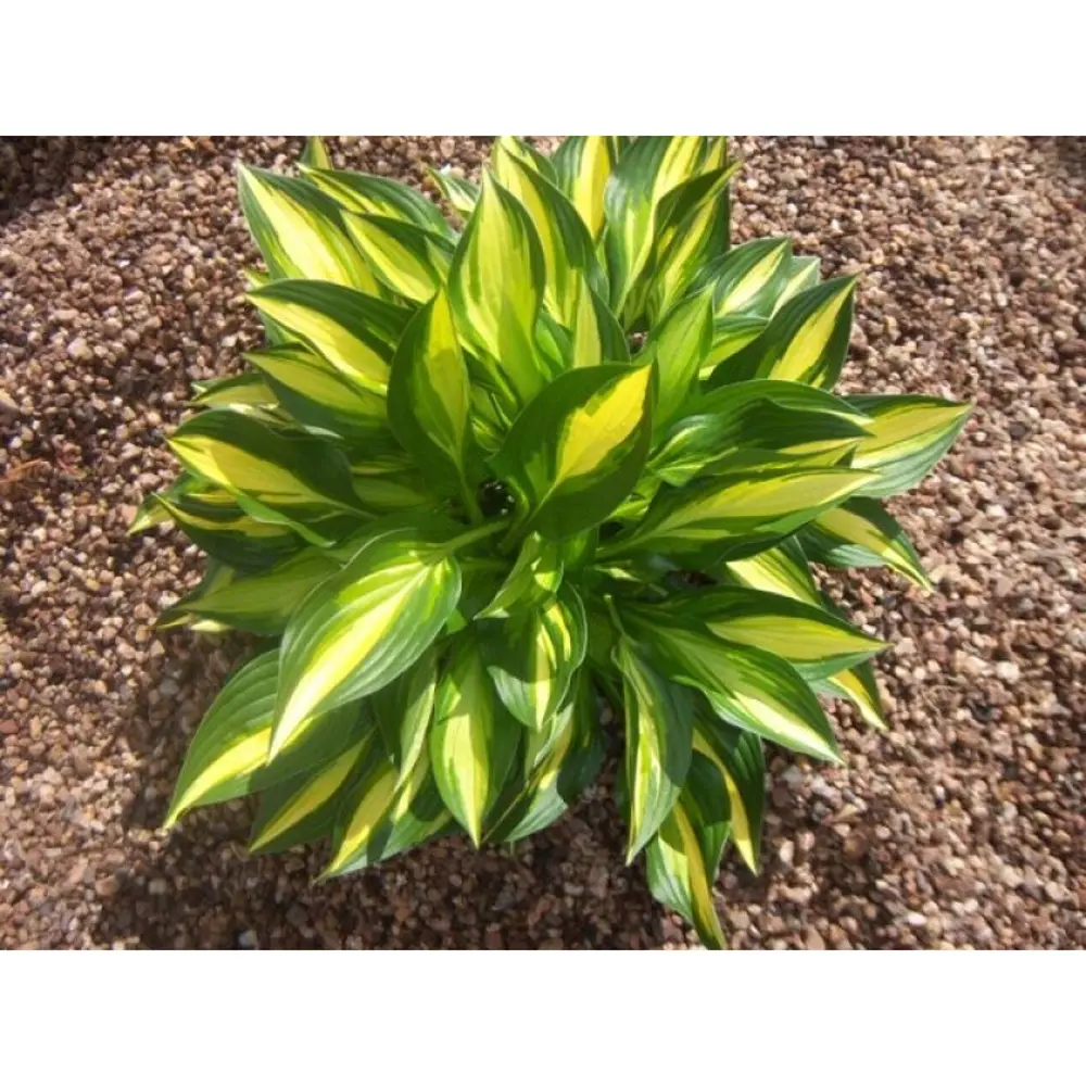 Хоста Лэйксайд Литтл Тафт - многолетнее корневище для сада 89433507 ПОИСК STLM-1574846