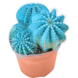 Santreyd Шаровидный кактус - неприхотливый суккулент для дома 82877374