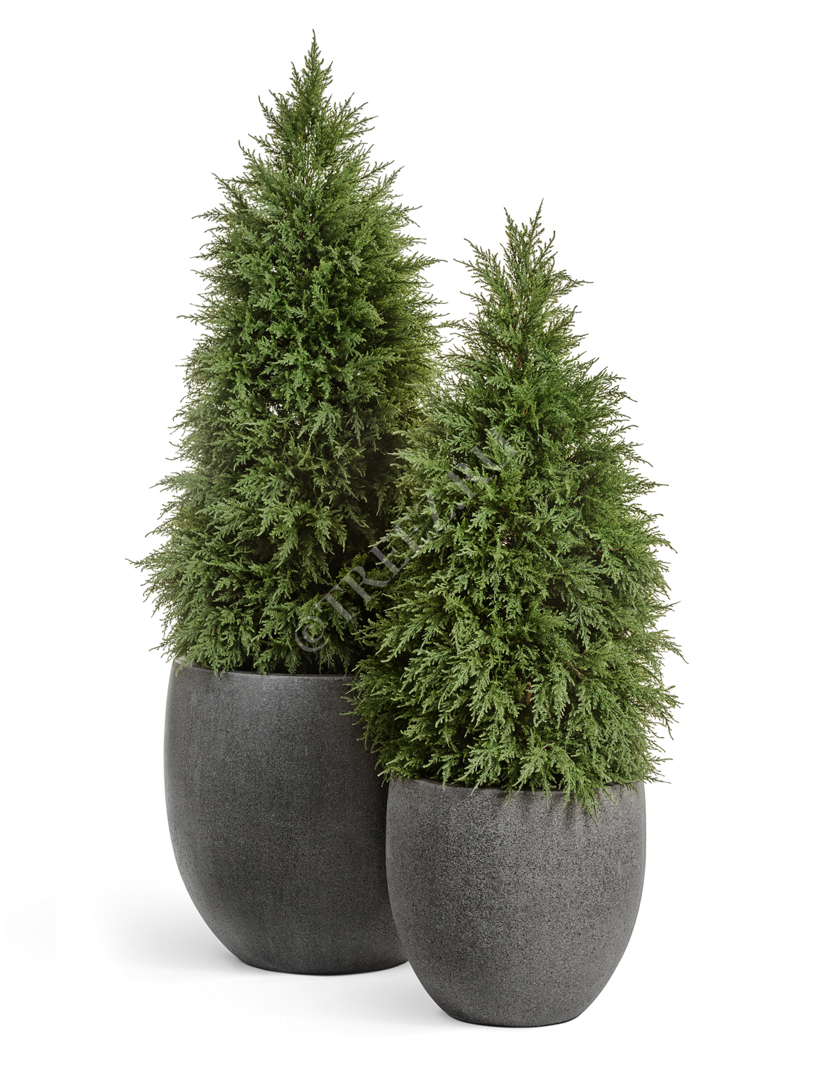 10.56004N Кипарис Тауэр уличный новый Цветочная коллекция  - Вид №2