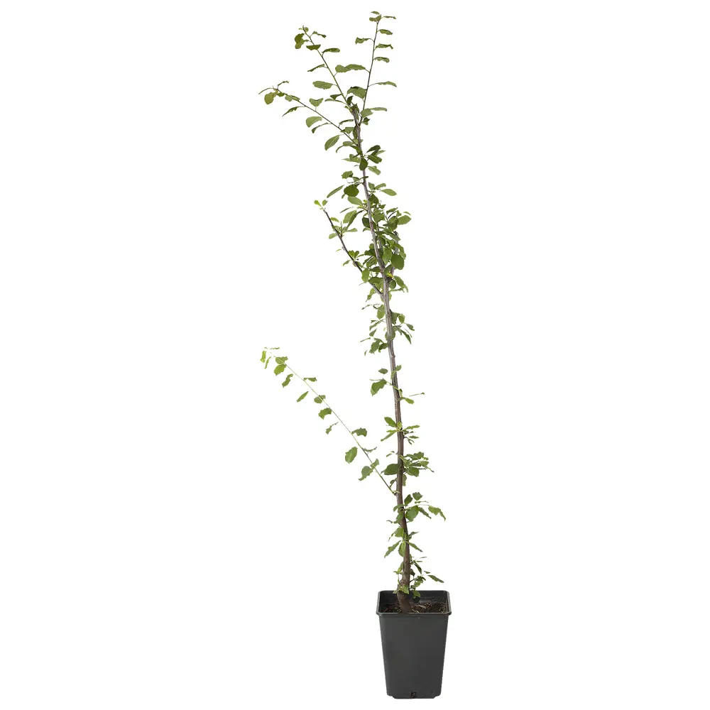 Слива Яичная синяя пакет PLANTMARKET STLM-2195159 - Вид №1