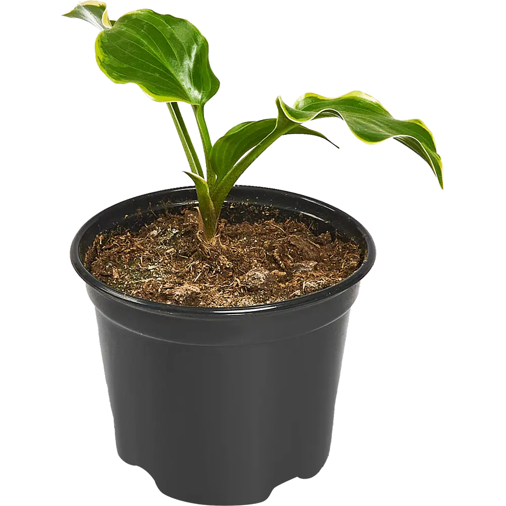 Santreyd Хоста микс — декоративный многолетник для тенистого сада 86330846 STLM-0960121 - Вид №2