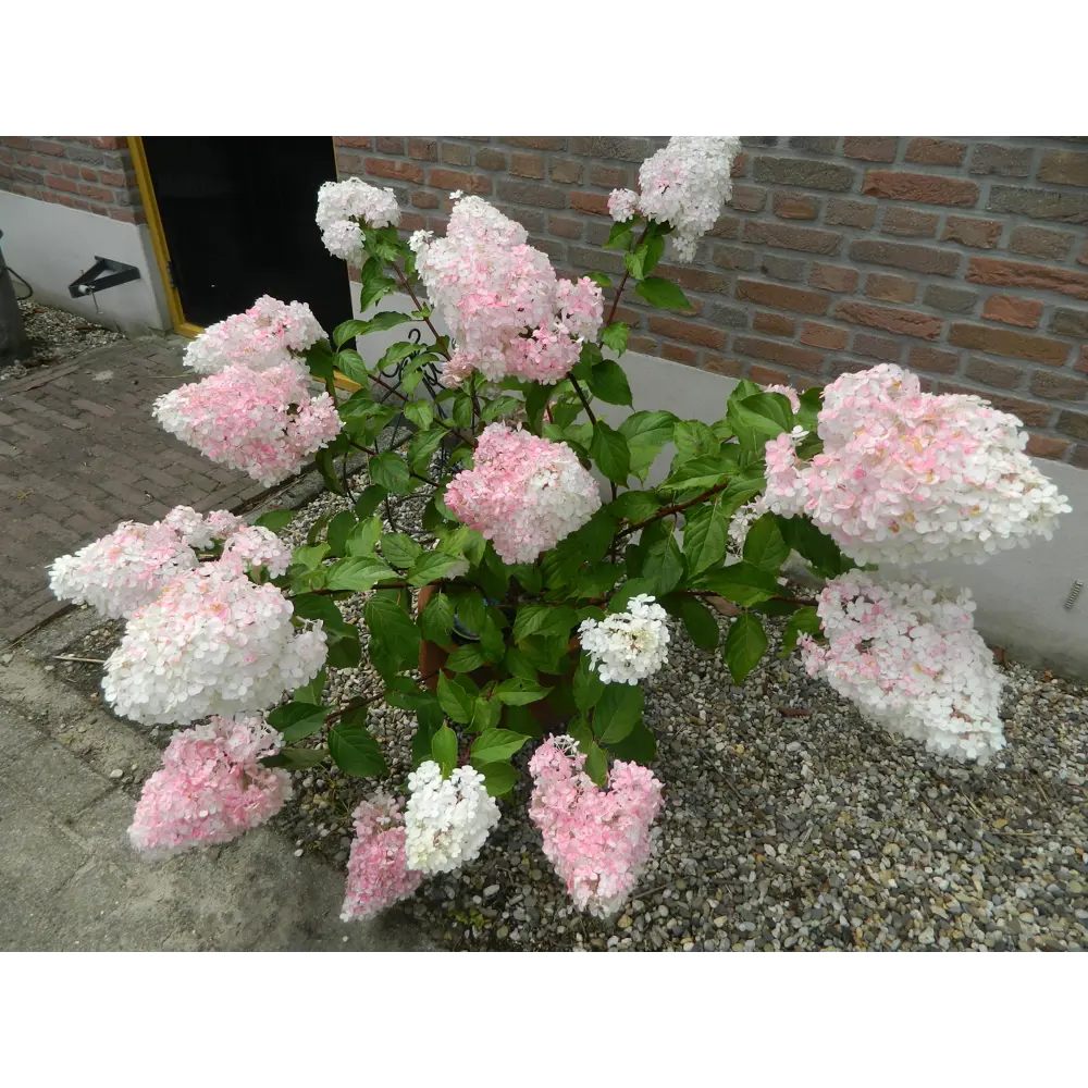 Гортензия метельчатая «Ванила Фрайз» 9x15 см 82625249 STLM-2123507 PLANTMARKET 