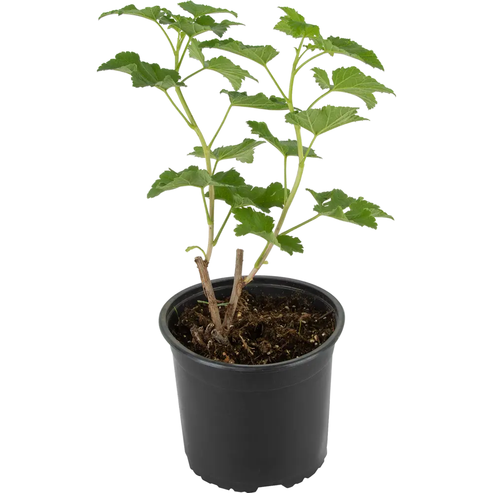 Смородина белая Андрейченко Santreyd - саженец для богатого урожая 85325561 STLM-0061639 - Вид №1