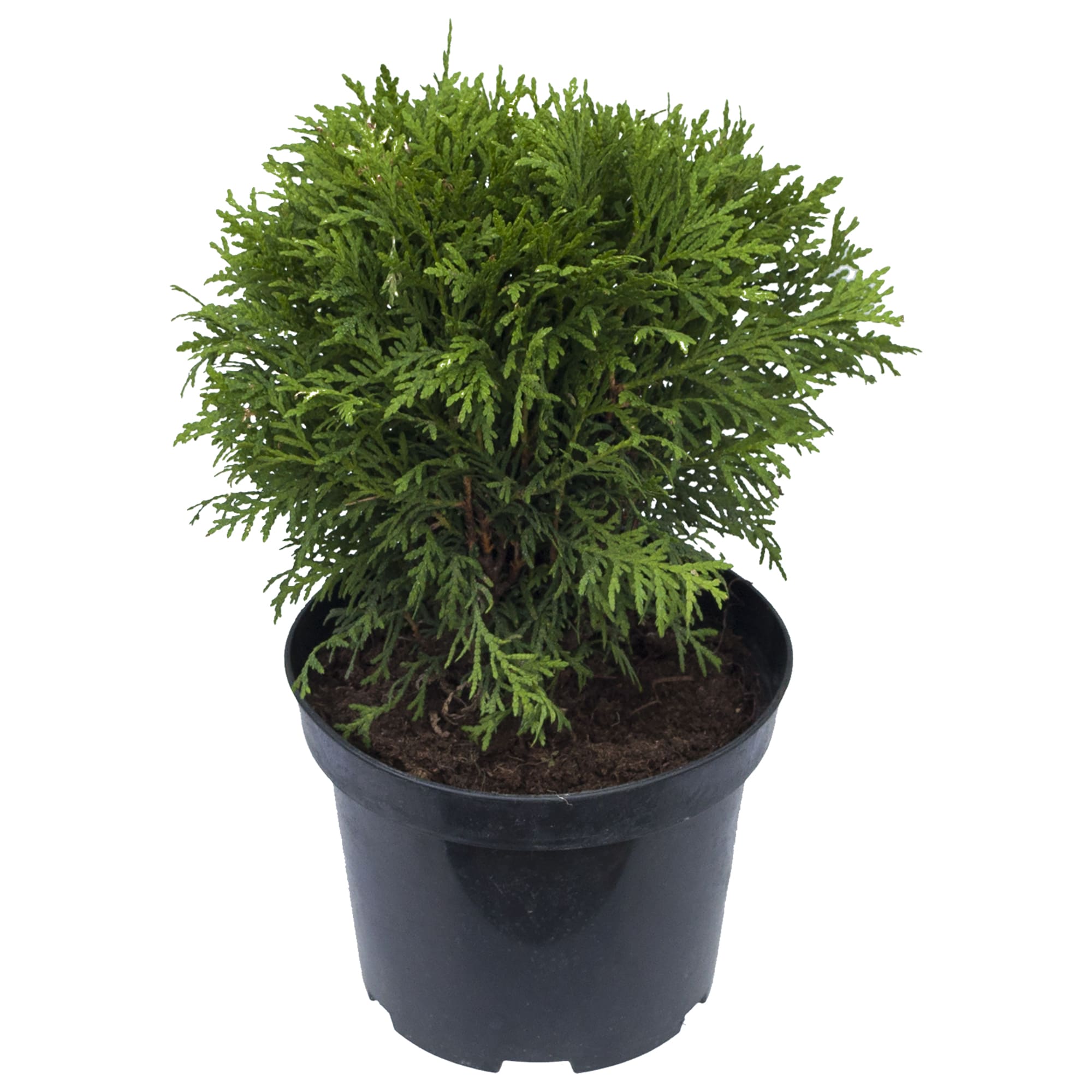 15504703 Туя Даника D17 H25 Santreyd 