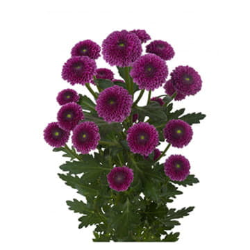 Хризантема са бодилли 55 см Santreyd 25020