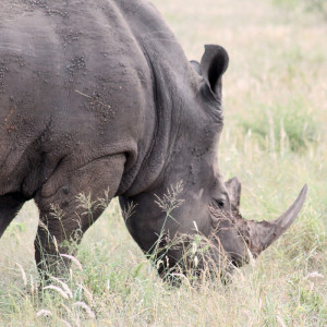 1294/CX38 Картина 0120 Adriani e Rossi