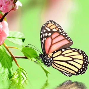 C2-285 Фотообои DIVINO Collection C 2.7х1 м