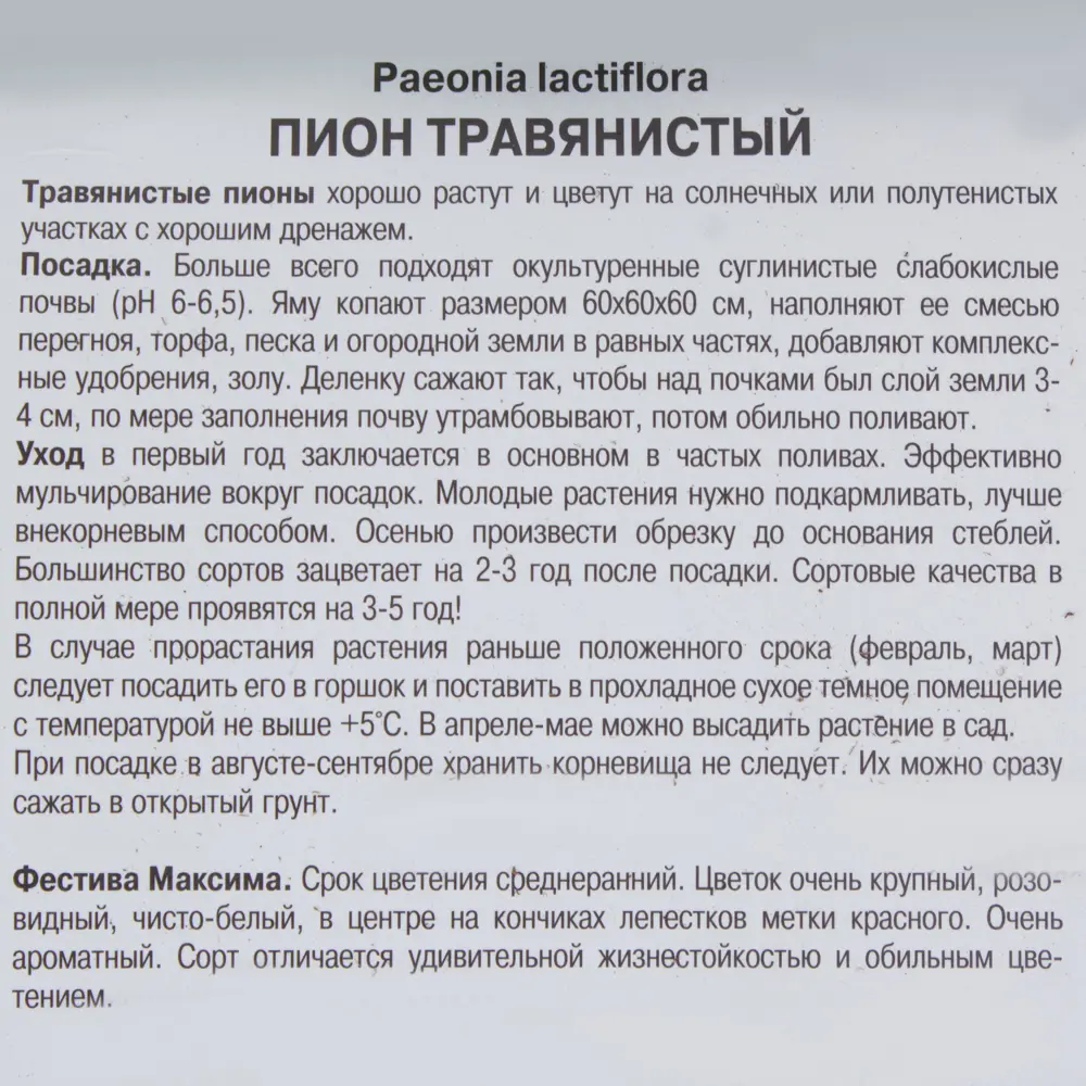 Пион травянистый «Фестива Максима» 81945476 STLM-2004302 Santreyd  - Вид №2