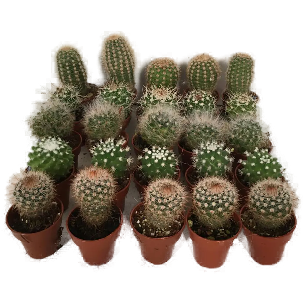 Santreyd Кактус декоративный комнатный в горшке 85394510 STLM-0062478 - Вид №3