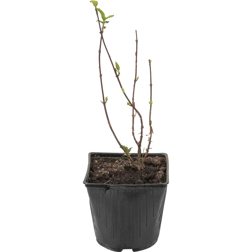 Дейция шершавая «Кандидиссима» 15x40 см 82594836 STLM-2134425 Santreyd  - Вид №1
