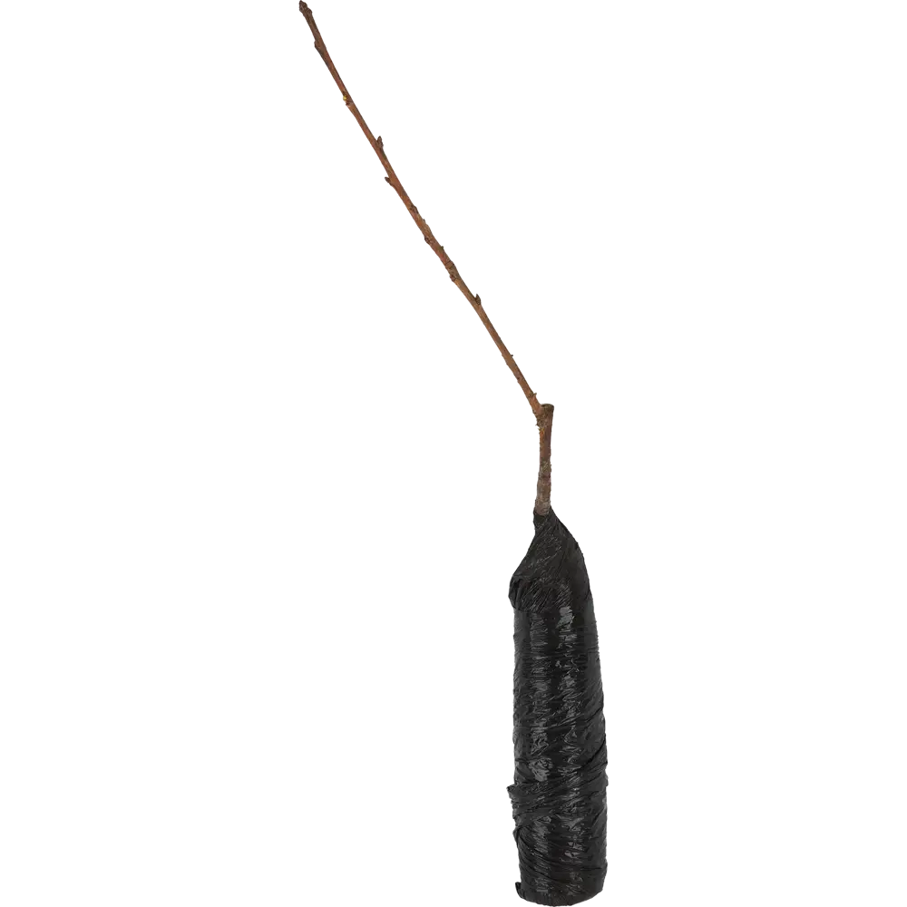 Черешня Ипуть в тубе Цветочный альянс 82539577 STLM-2072282 BOTANIC COLLECTION  - Вид №2