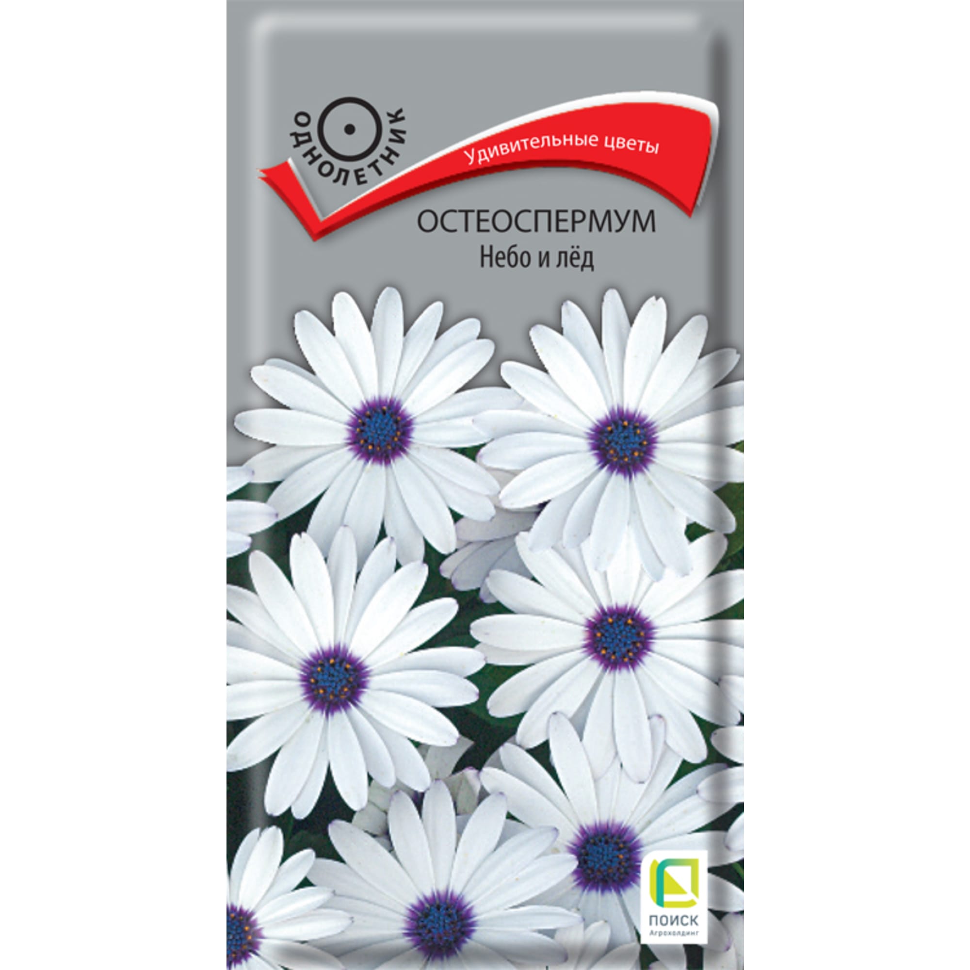 Остеоспермум Небо и лед - семена цветов ПОИСК для солнечного сада 83577543 STLM-0041947