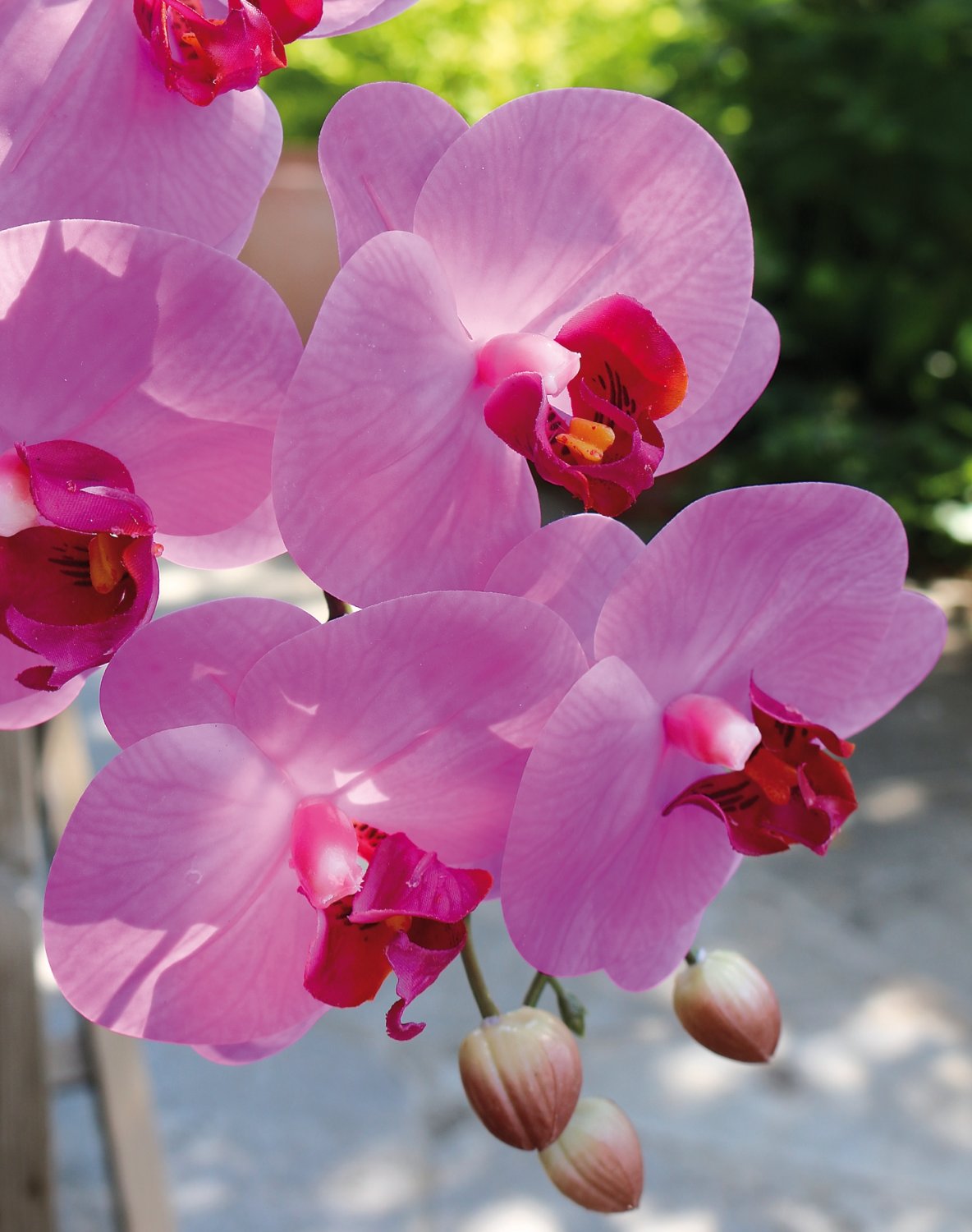 2845 420 a3 Искусственная орхидея Phalaenopsis, 100см, real touch soft, вишня H-andreas  - Вид №5