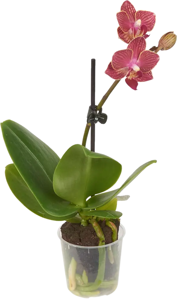 Santreyd Фаленопсис микро - комнатная орхидея с пятнистыми лепестками 14448172