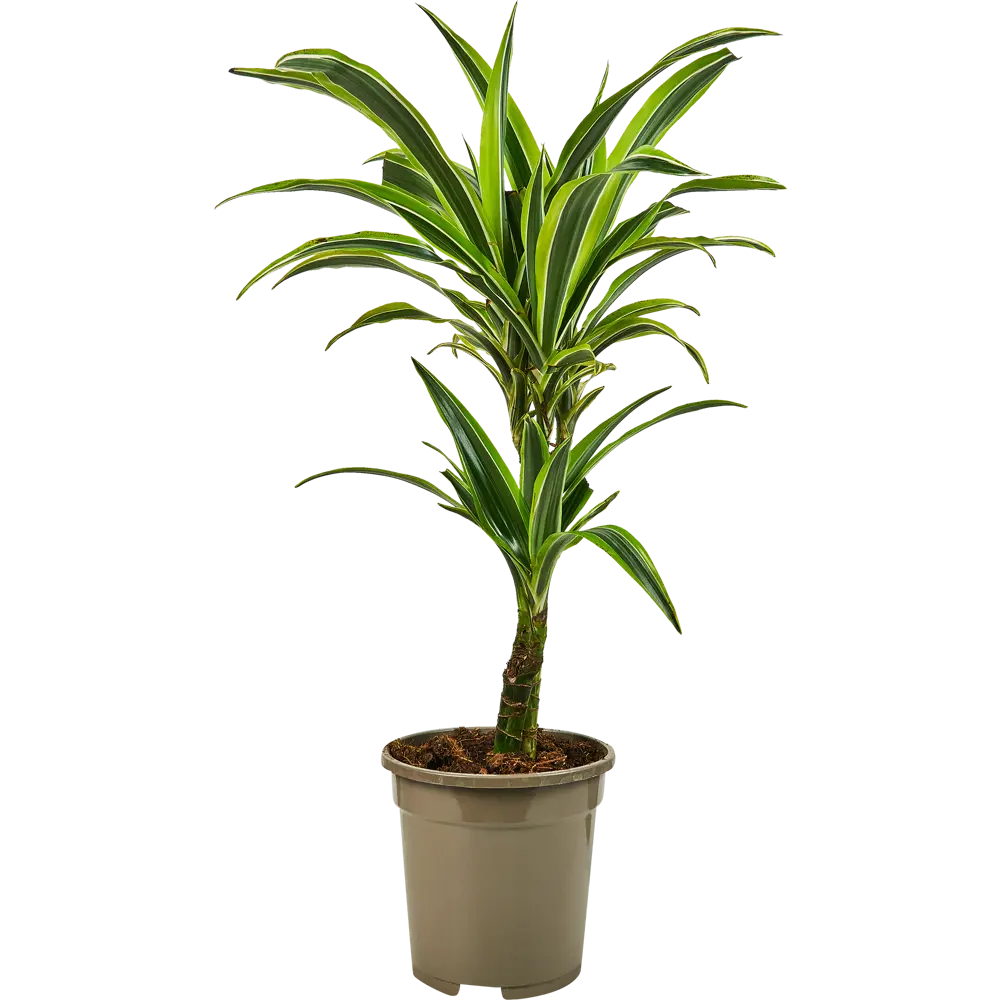 Santreyd Драцена Лемон Лайм — тропическая изящность для вашего интерьера 85324832 STLM-0061447