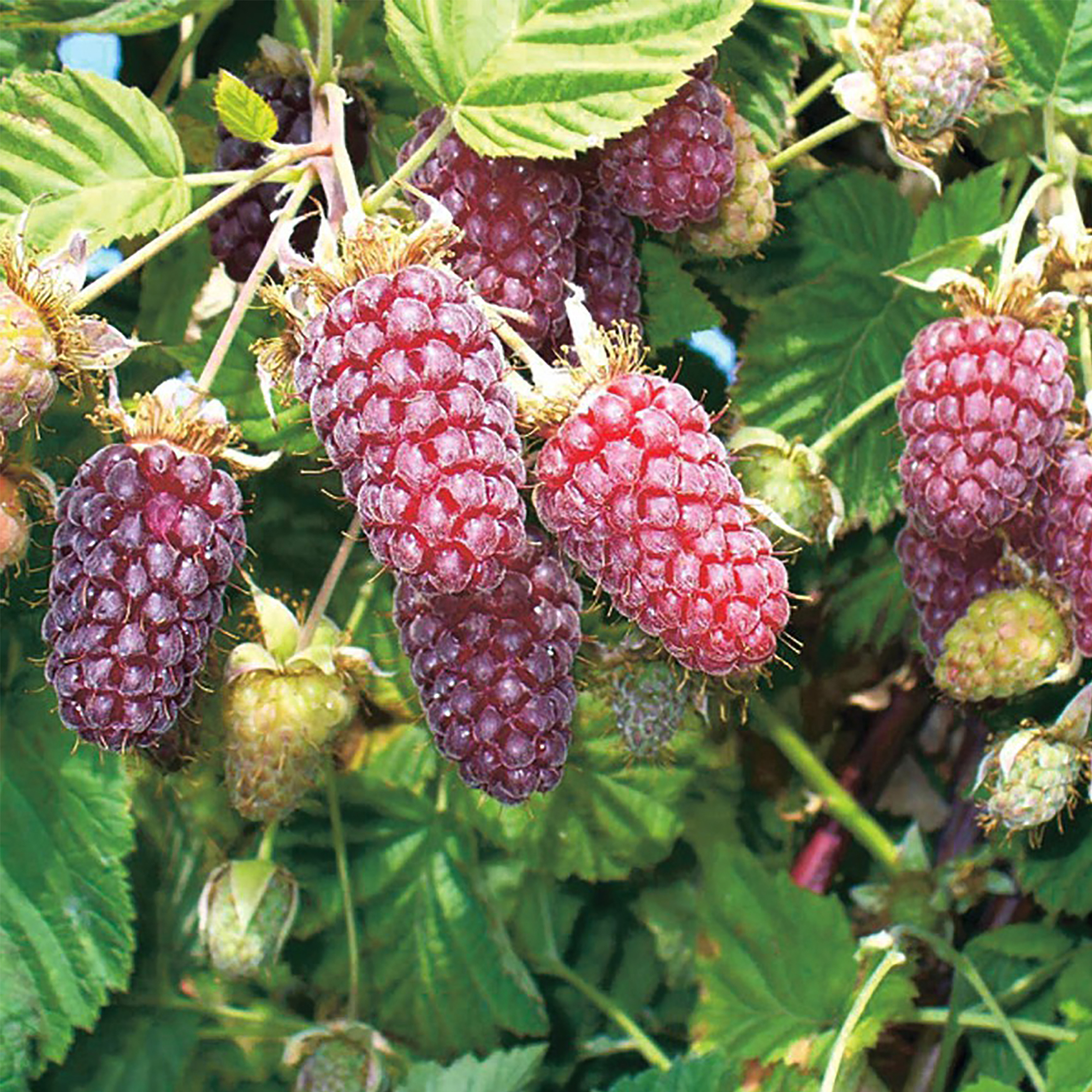 Ежемалина С1 Santreyd - гибридный саженец с двойным вкусом 18321321