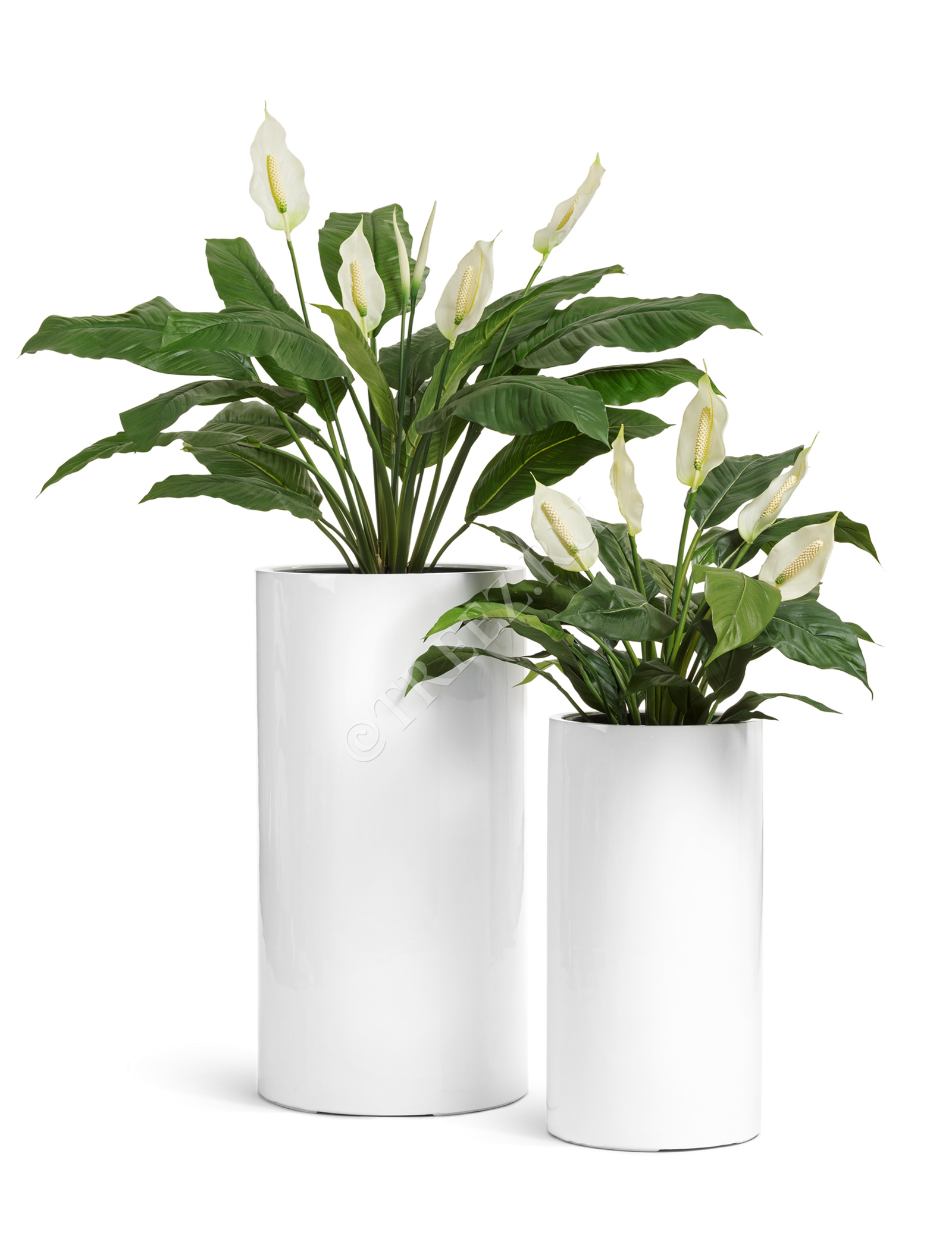 41.3320-05-039-WH-60 Кашпо  Effectory - серия Gloss - Цилиндр высокий- Белый глянцевый лак Цветочная коллекция  - Вид №5