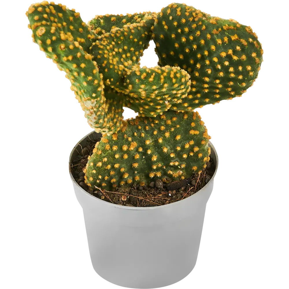 Santreyd Микс кактусов и суккулентов в горшке 88477123 STLM-0077753 - Вид №1