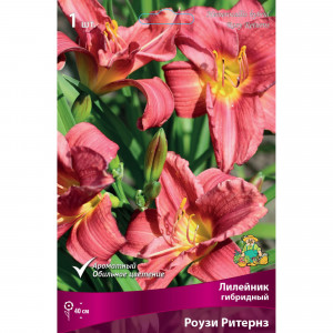 82661831 Лилейник гибридный «Роузи Ритернз» разбор I